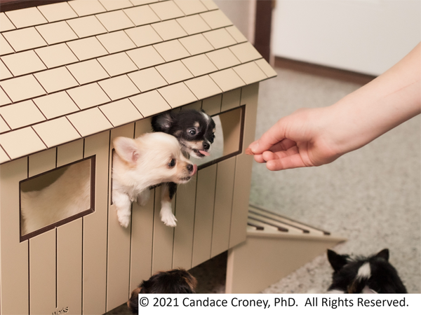 Small puppies look out the windows of a playhouse in an indoor play area as a hand reaches toward them with enrichment treats.